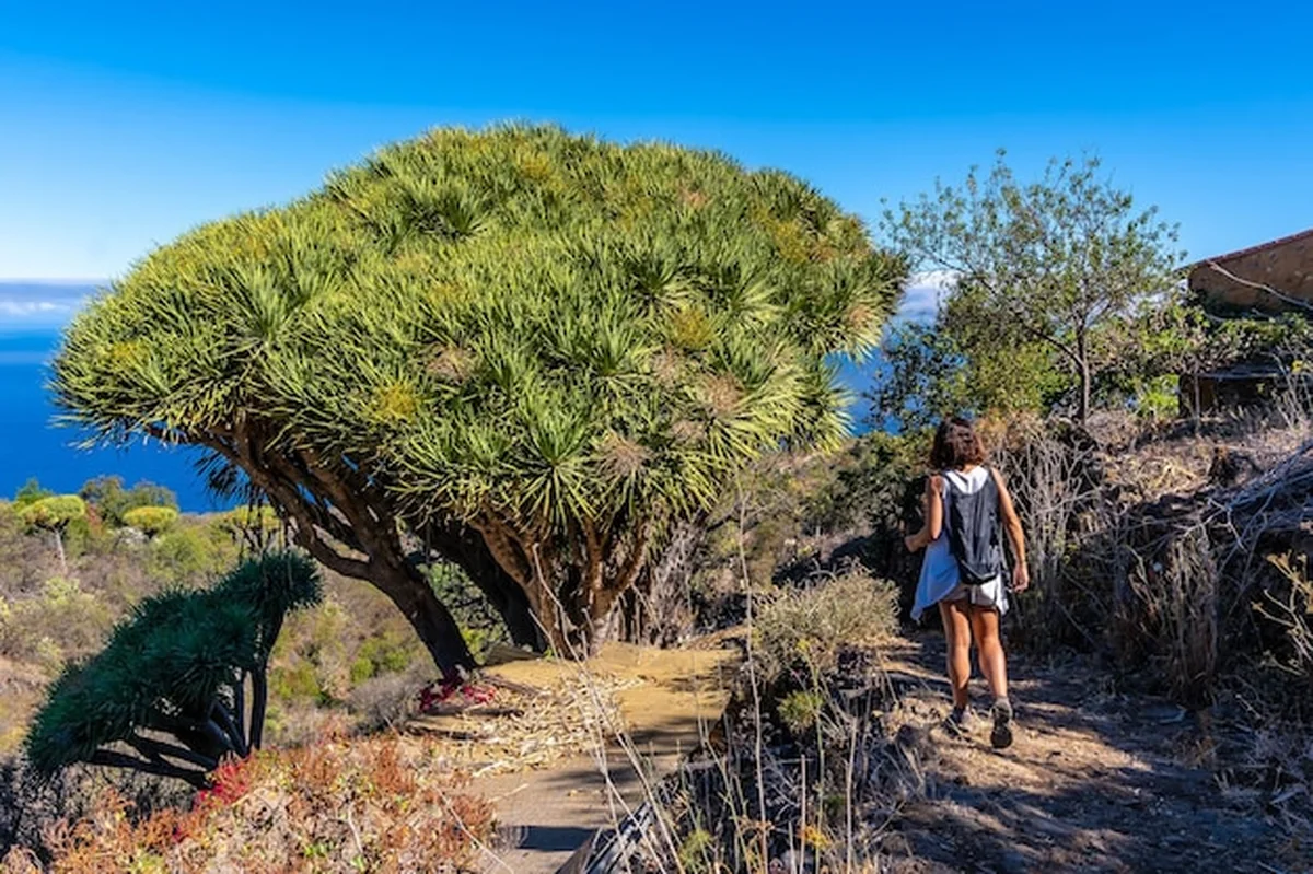 Szlak Las Tricias z drzewami w Garafii