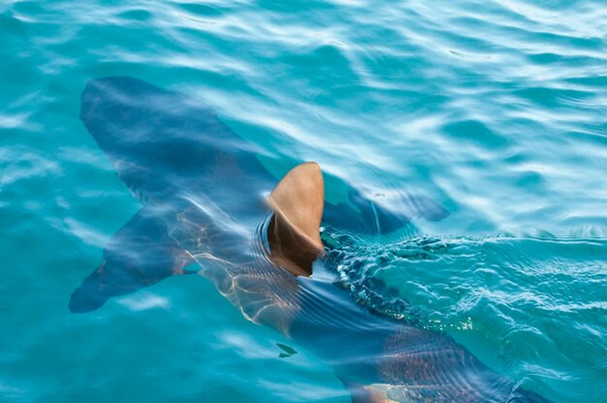 Szary rekin rafowy Carcharhinus amblyrhynchos na Rosario wyspie w Kolumbii