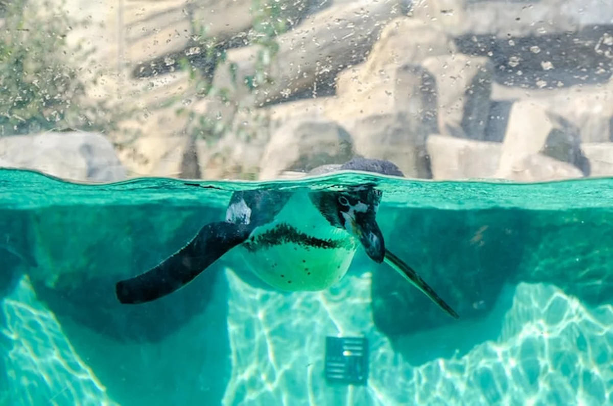 Pingwin Humboldta pływa w wodzie w zoo