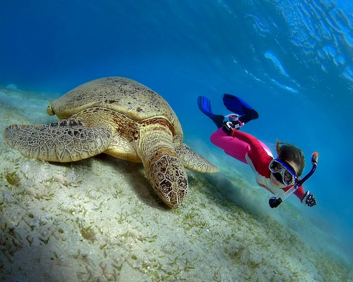 Freediver obok zielonego żółwia w wodach Omanu