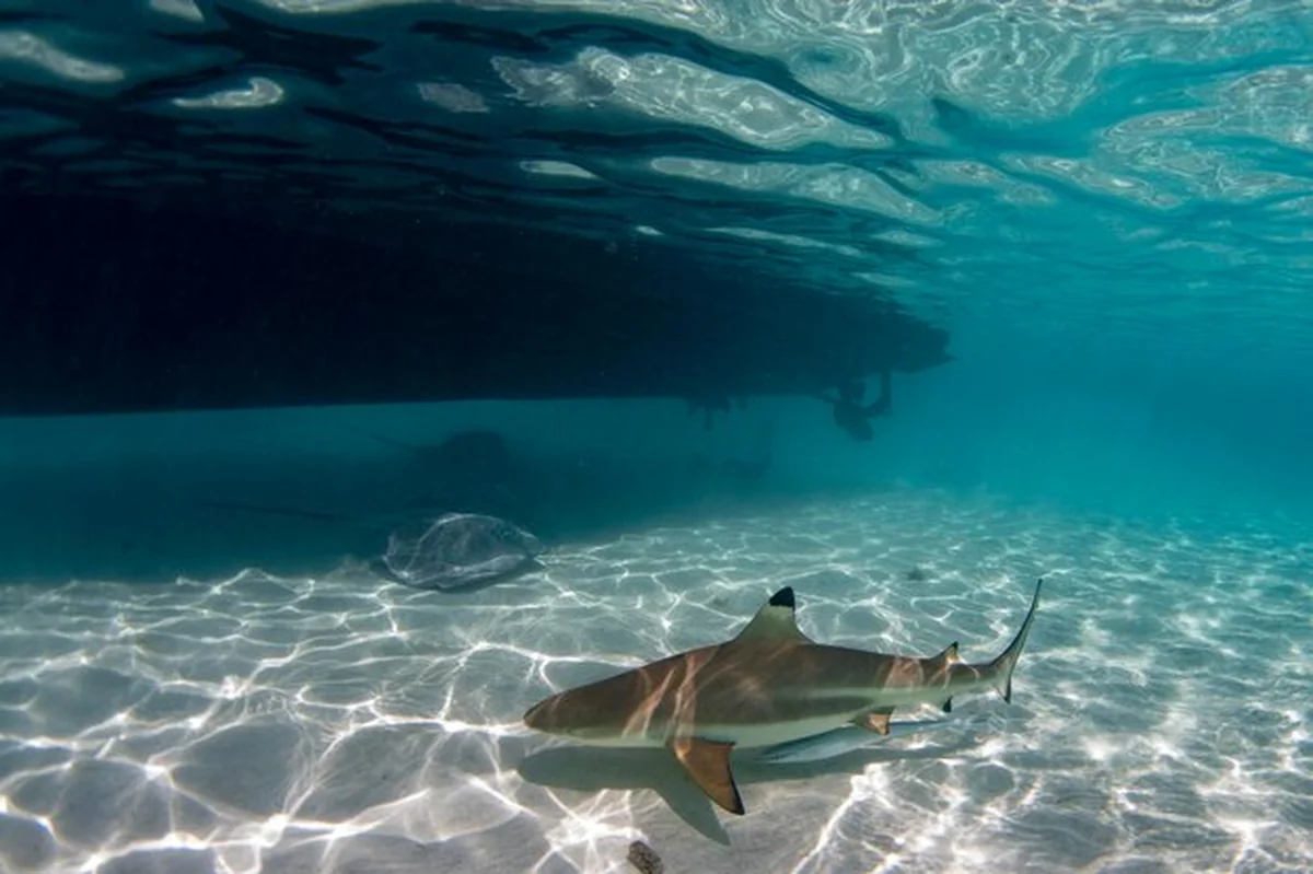 Nurkowanie z rekinami pod niebieską łodzią w oceanie Polinezji