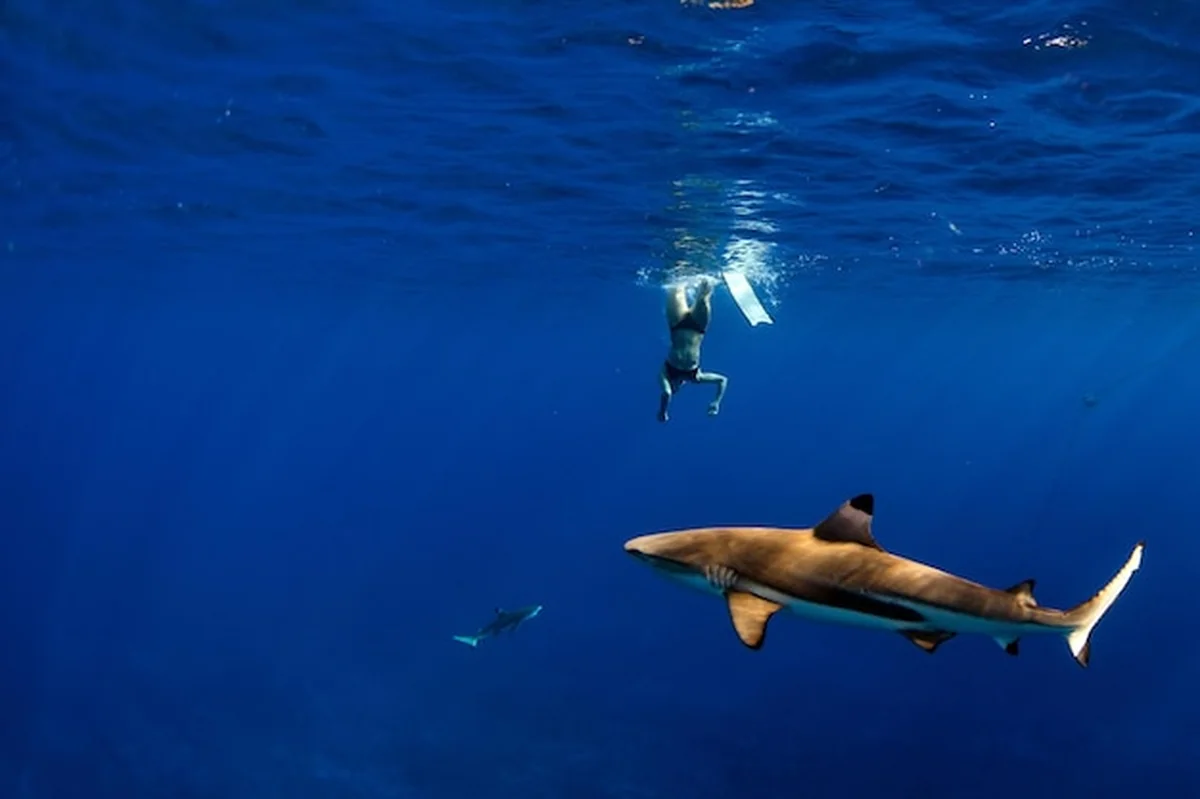 Ludzie nurkujący z rekinami w niebieskim oceanie