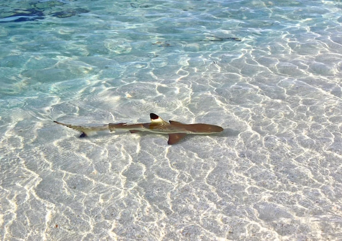 Małe rekiny malediwskie