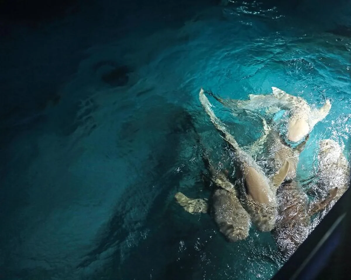 Egzotyczne rekiny na kurorcie morskim