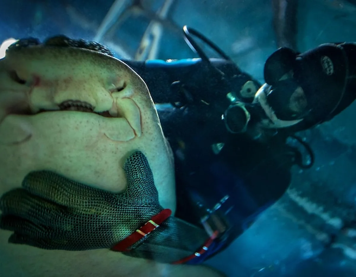 Osoba trzymająca rekina podczas nurkowania w akwarium