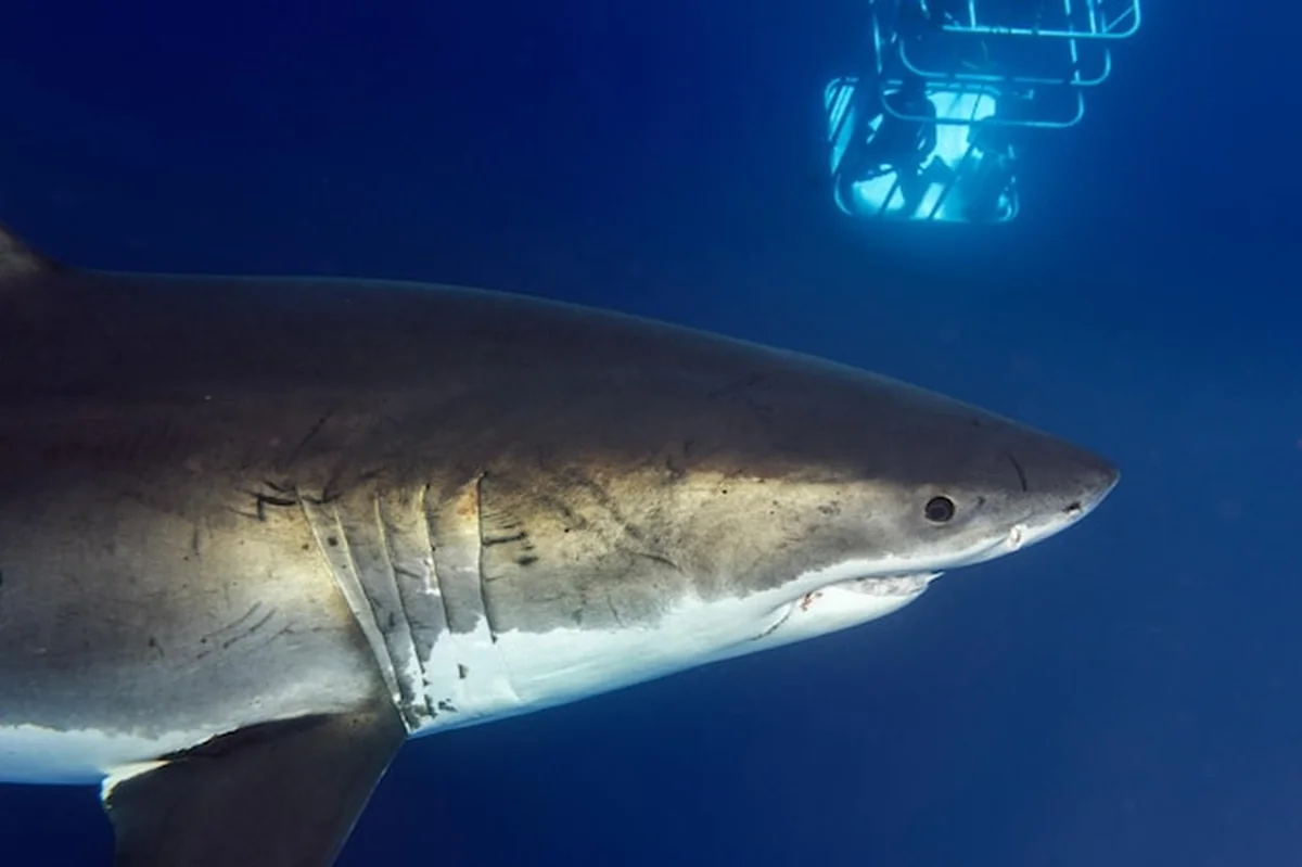 Wielki biały rekin gotowy do ataku