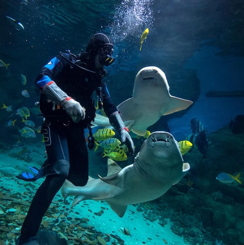 Osoba nurkująca z morskim życiem w oceanarium