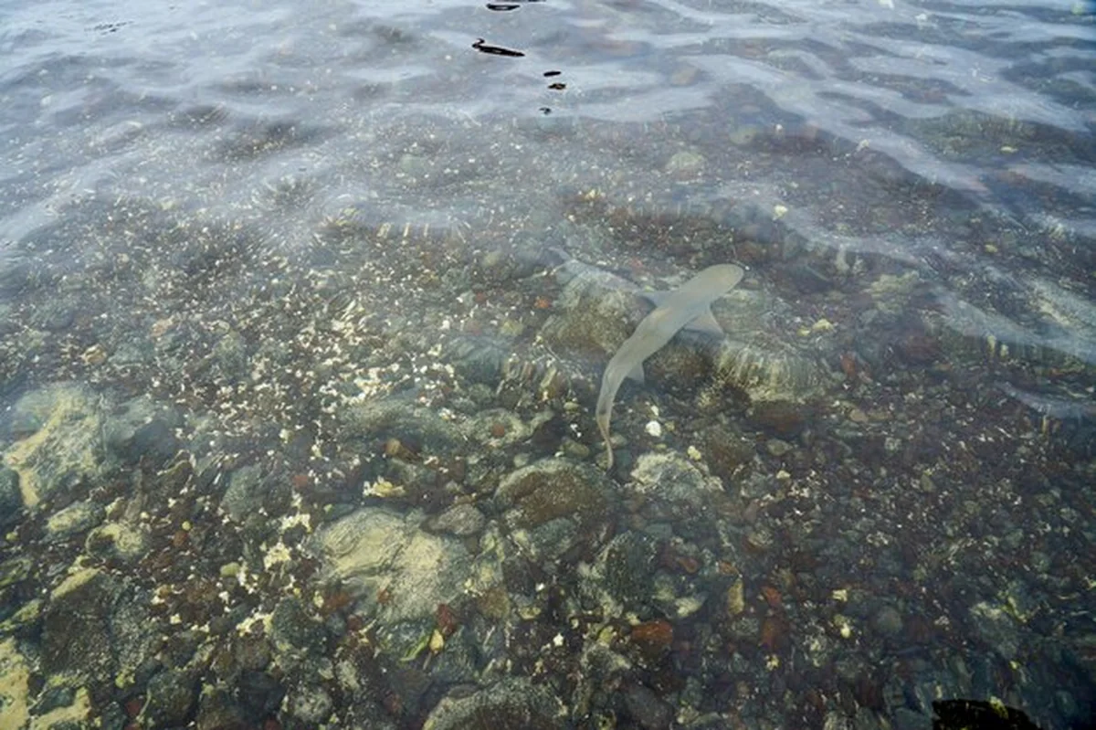 Rekin w tropikalnej wodzie na płytkiej głębokości