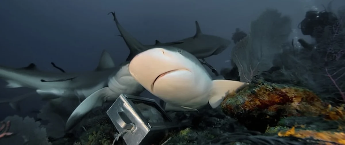 Białe rekiny pływające w oceanie pod wodą