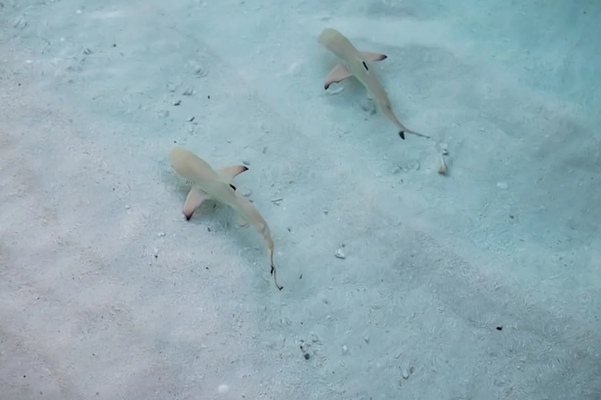 Rekin rafowy Blacktip w płytkiej wodzie