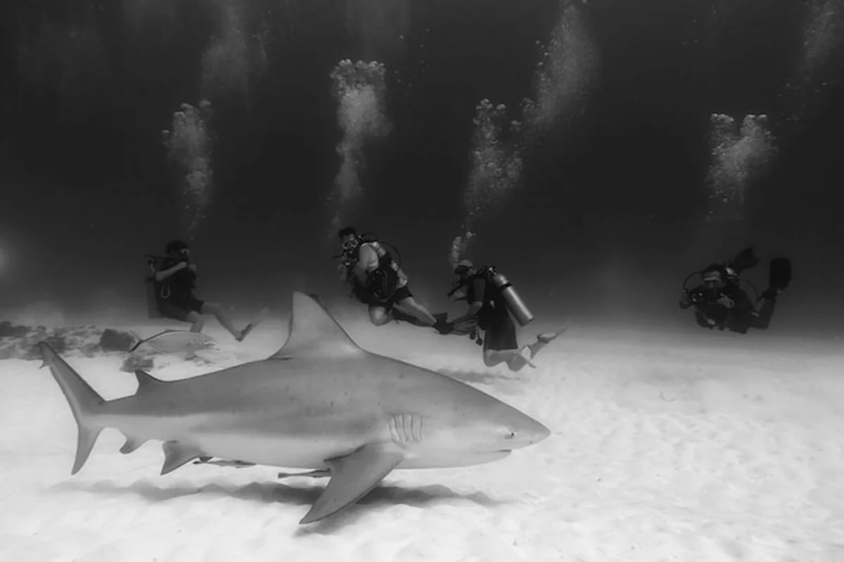 Grupa ryb pływających w morzu