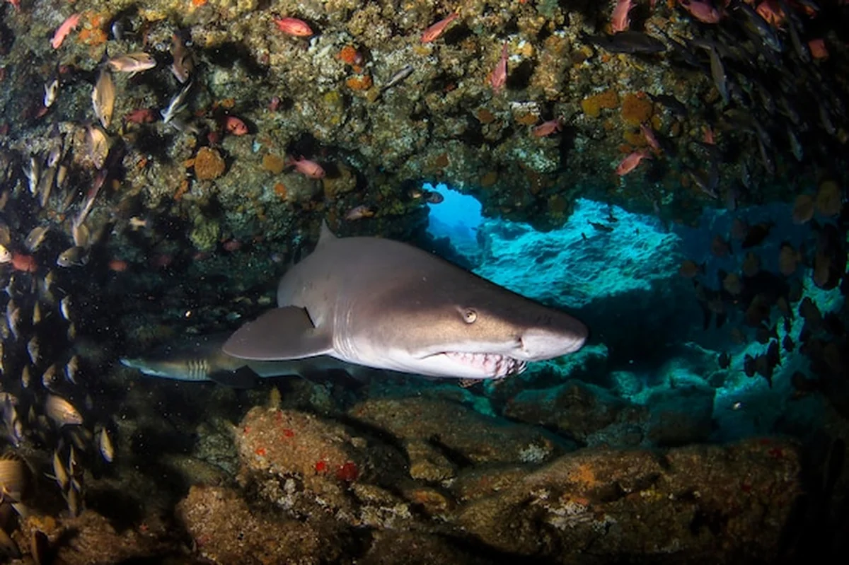 Czarnopłetwy rekin oceaniczny pływający w tropikalnych wodach