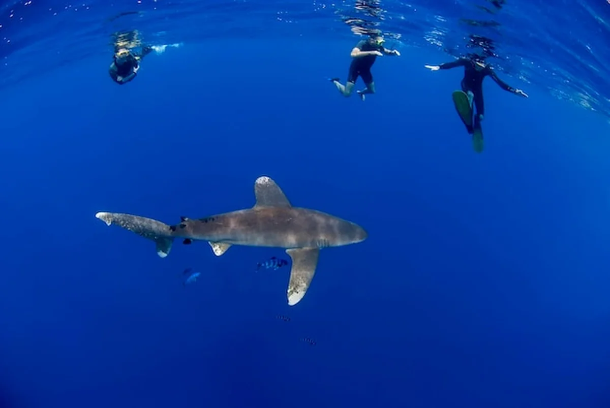 Rekin biały obok nurków podczas nurkowania na Rodos