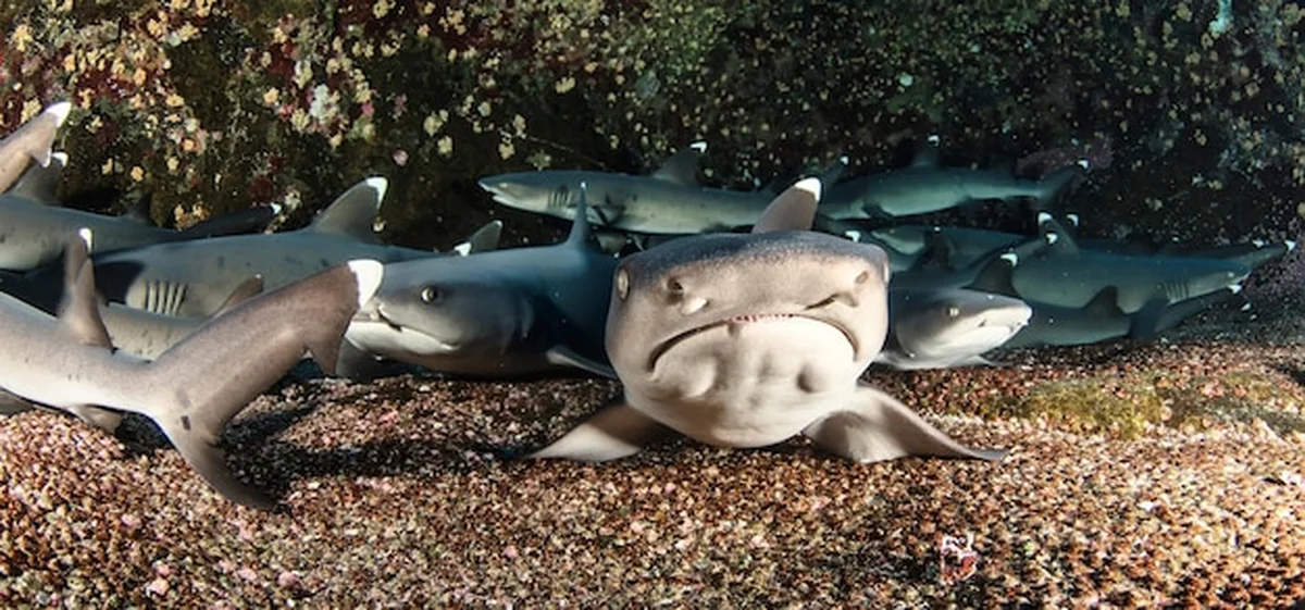 Czarnopłetwy rekin oceaniczny pływający w tropikalnych wodach