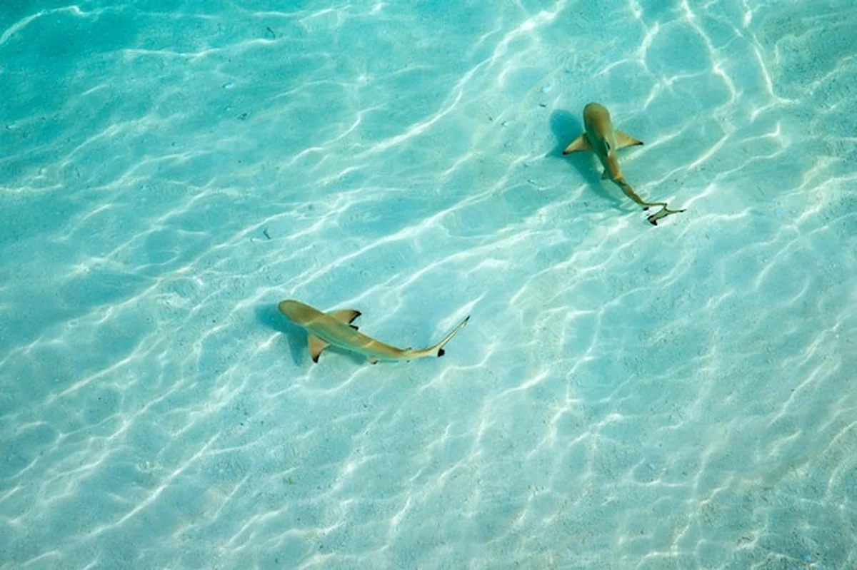 Rekin rafy pływający w krystalicznie czystej wodzie