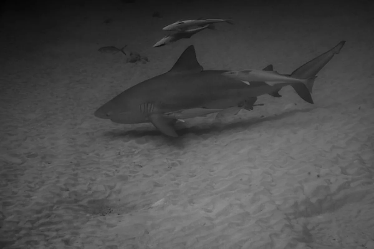 Ryby pływające w Morzu Czarnym