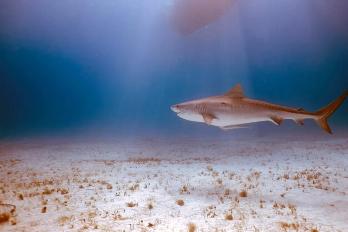 Rekin tygrys na Bimini na Bahamach