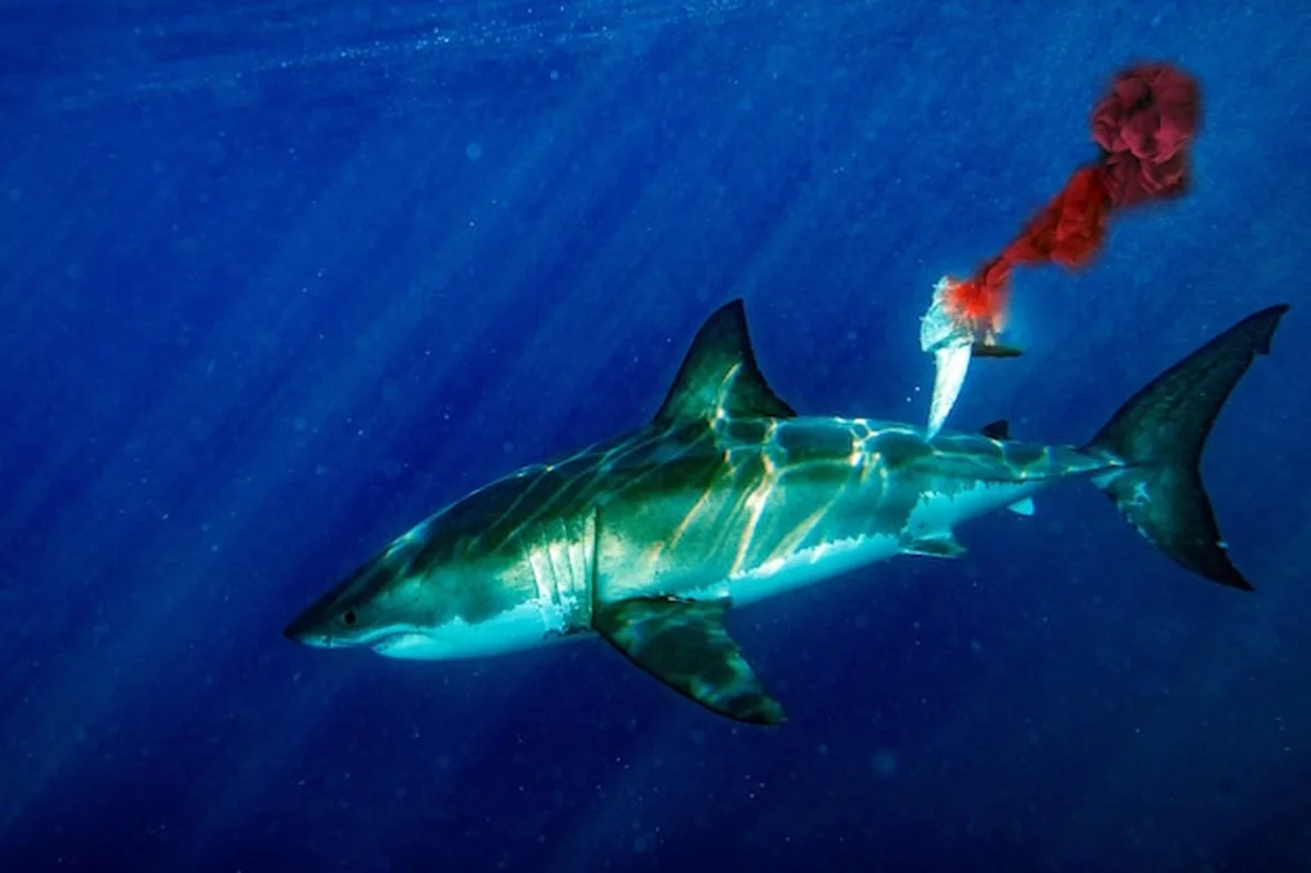 Wielki biały rekin atakuje krew tuńczyka w wodzie