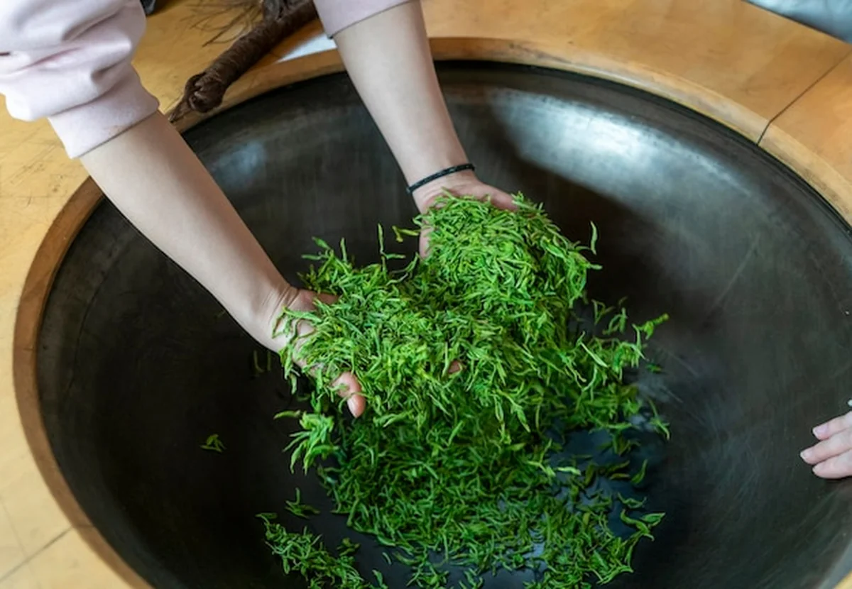 Pracownicy smażą zieloną herbatę w żelaznych garnkach