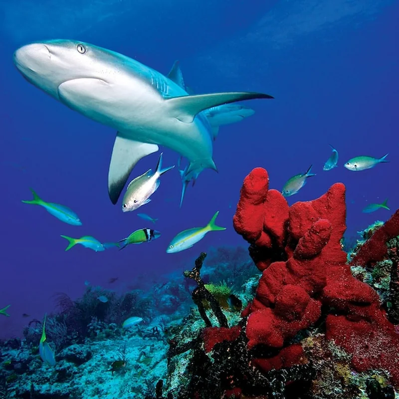 Rekiny pływające pod wodą