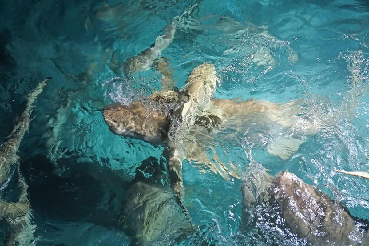 Egzotyczne rekiny na kurorcie morskim