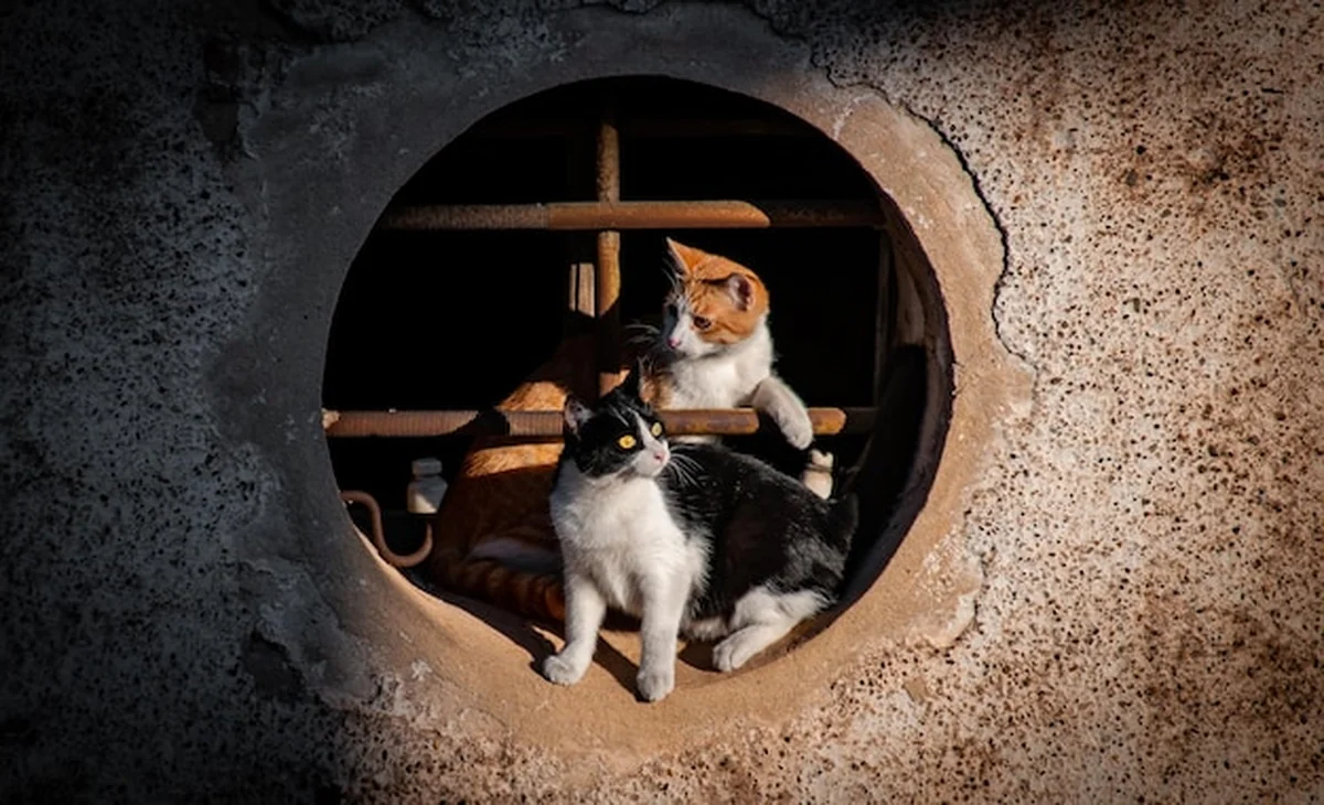 Kot siedzący na ścianie