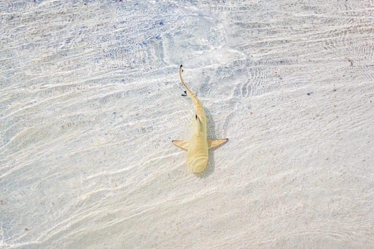 Rekin pływający w krystalicznie czystej wodzie