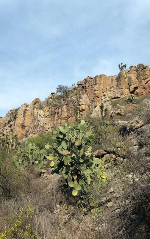 Pustynny krajobraz z klifami i kaktusami