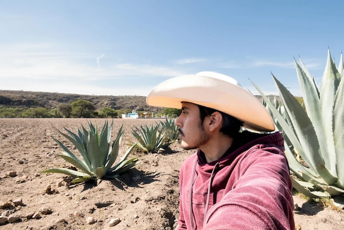 Meksykanin z kapeluszem pracujący na polu otoczony agawami pulque i tequili